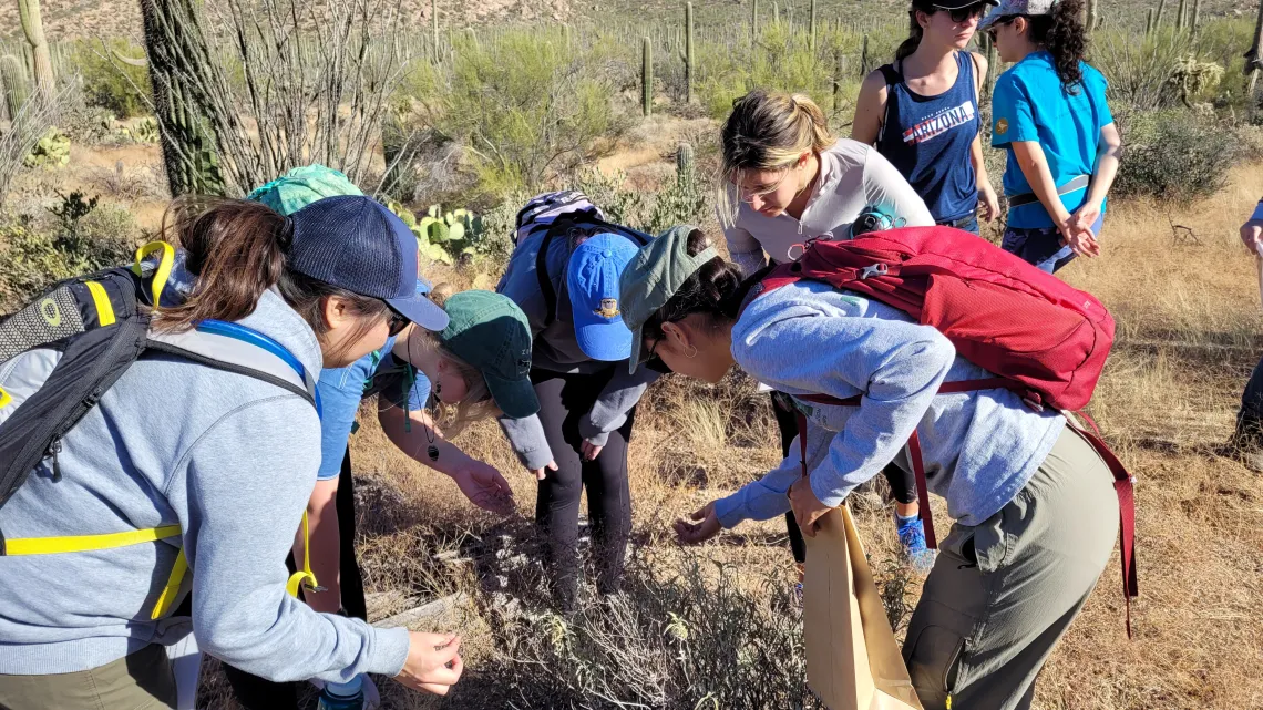 Bio/Diversity Project Interns looking at a native flowering plant during a Saguaro National Park field trip 